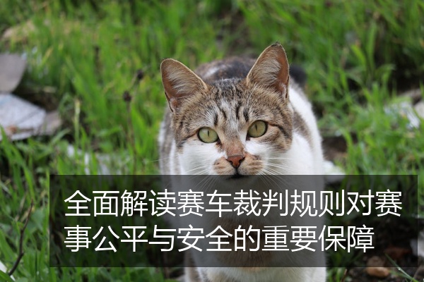 全面解读赛车裁判规则对赛事公平与安全的重要保障